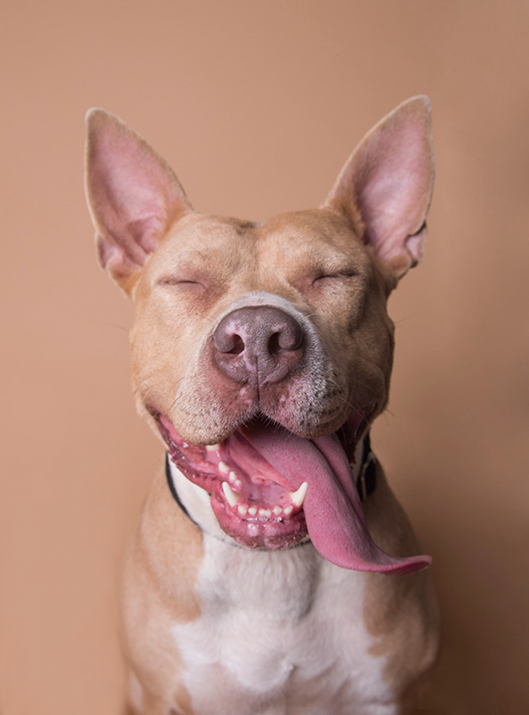 happy dog Sophie Gamand