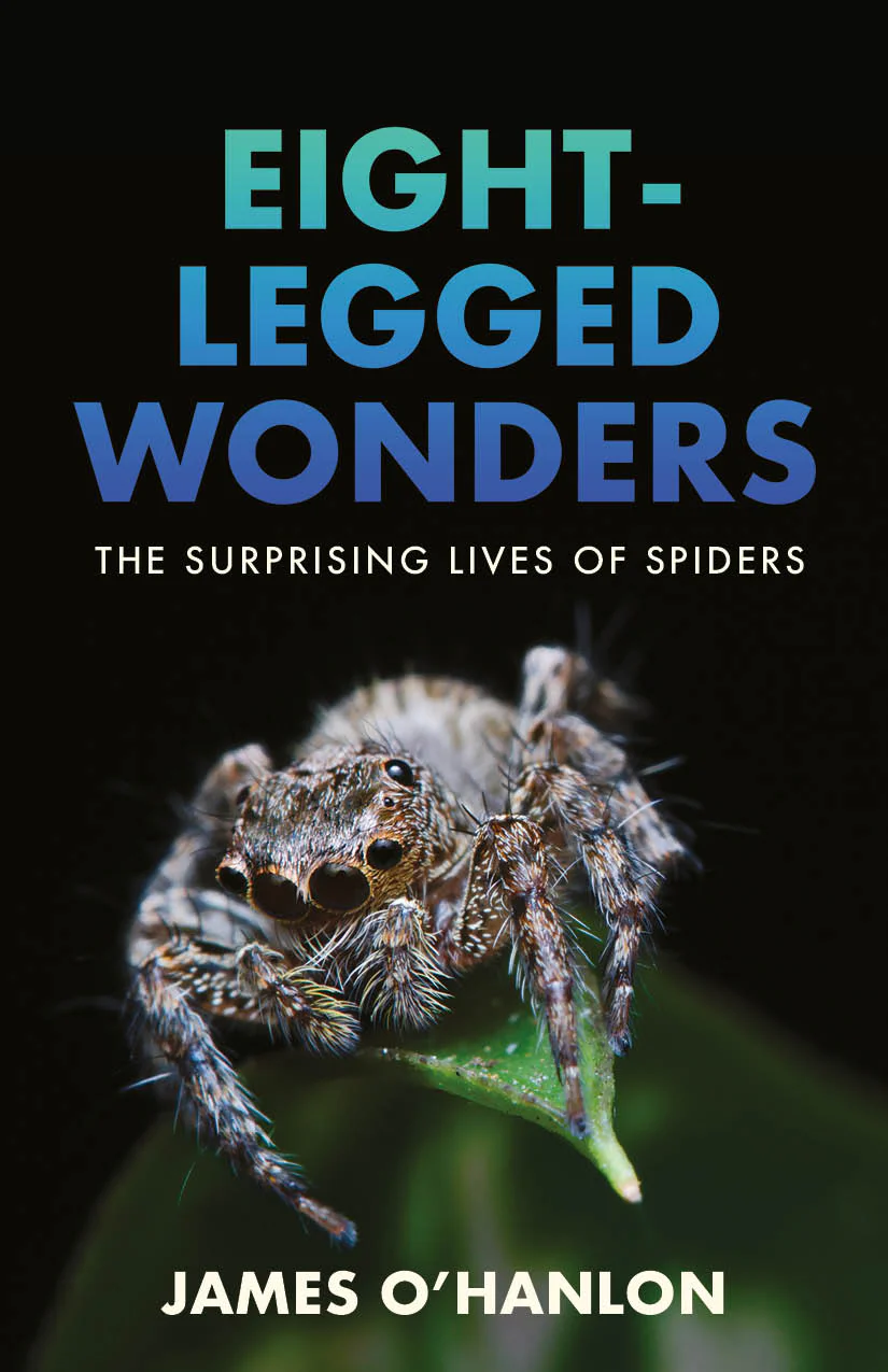 the surprising lives of spiders
