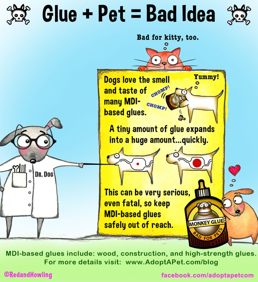 glue and pet bad idea Dr Dog