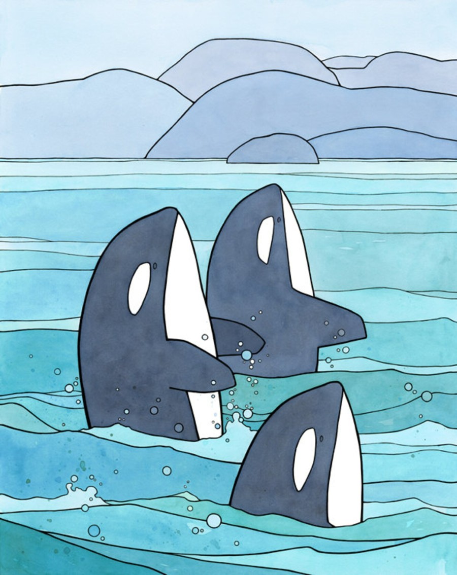 orcas studiotuesday