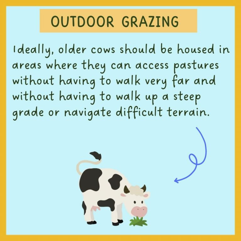 open sanctuary project