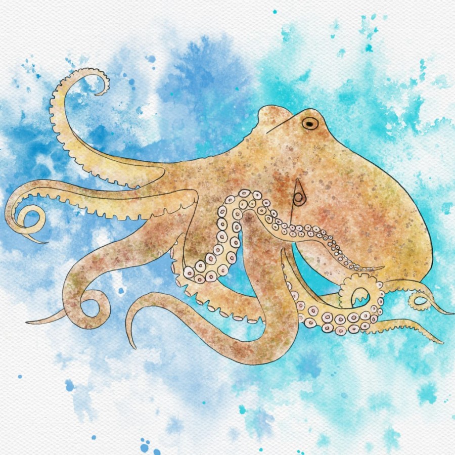 pretty octopus