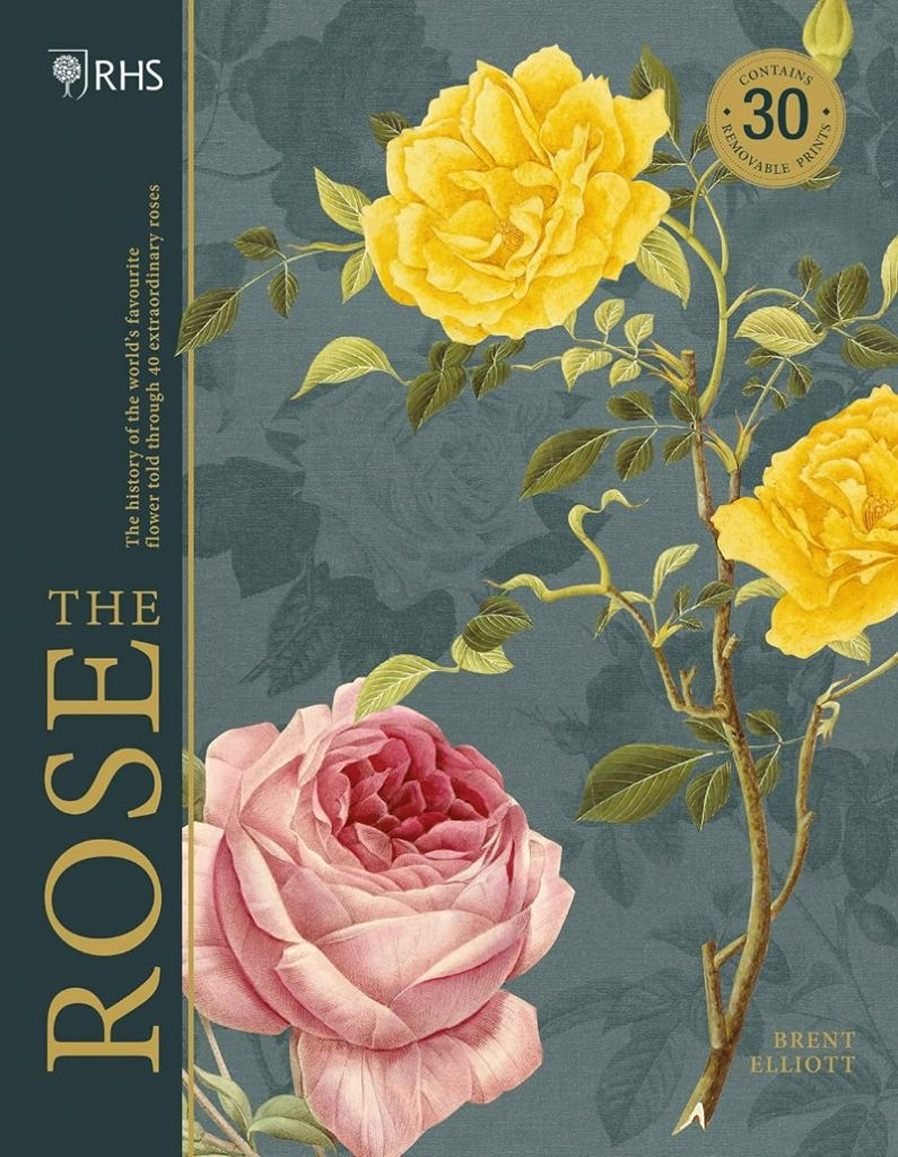 the rose