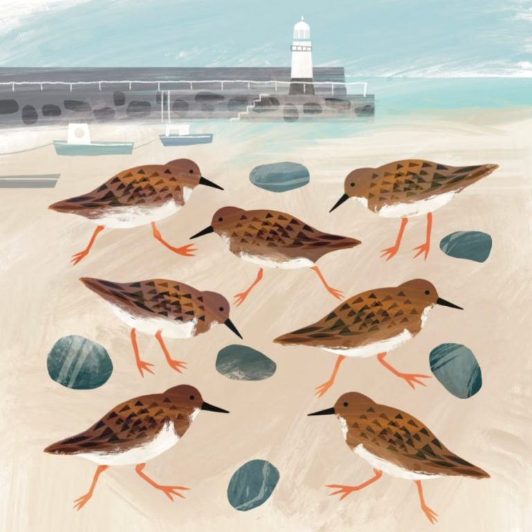 turnstones Gill Wild