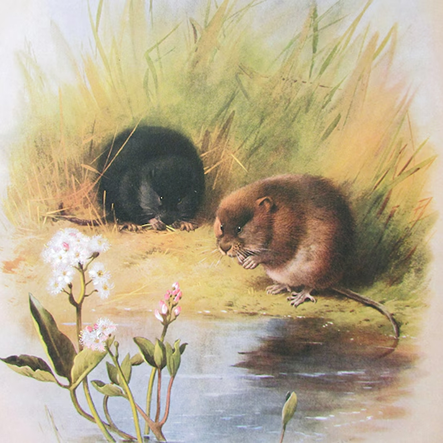 how to help save endangered water voles