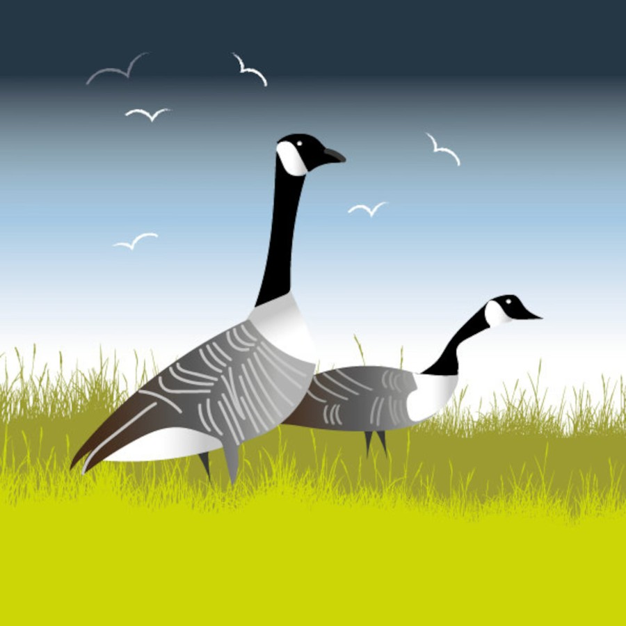 England’s nine species of gaggling geese