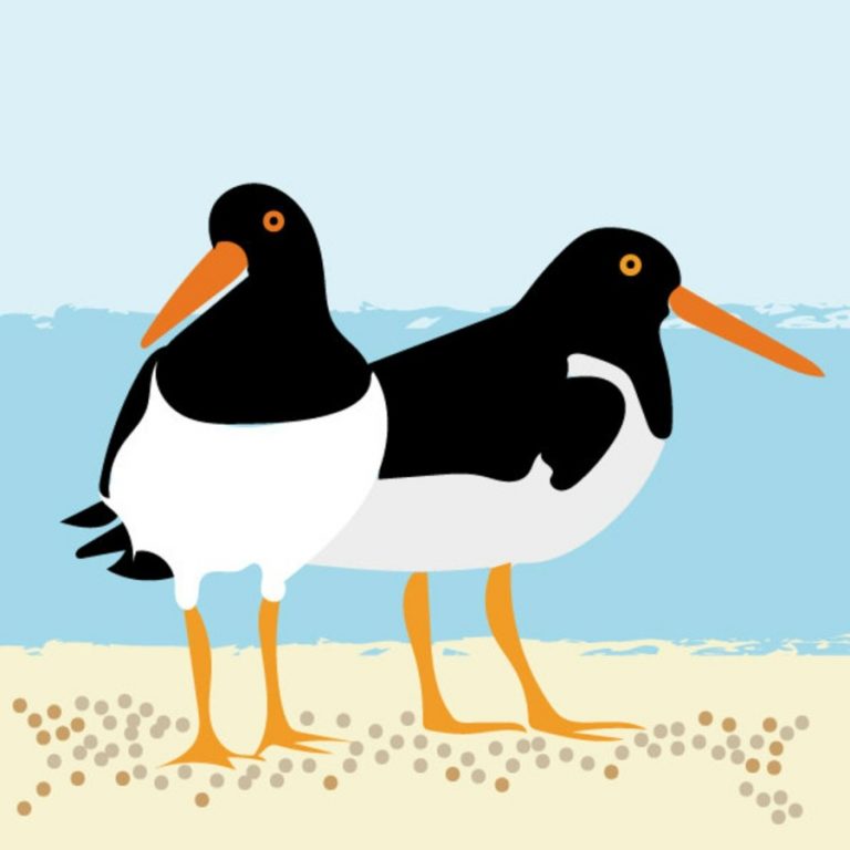 Oystercatchers Caroline Smith