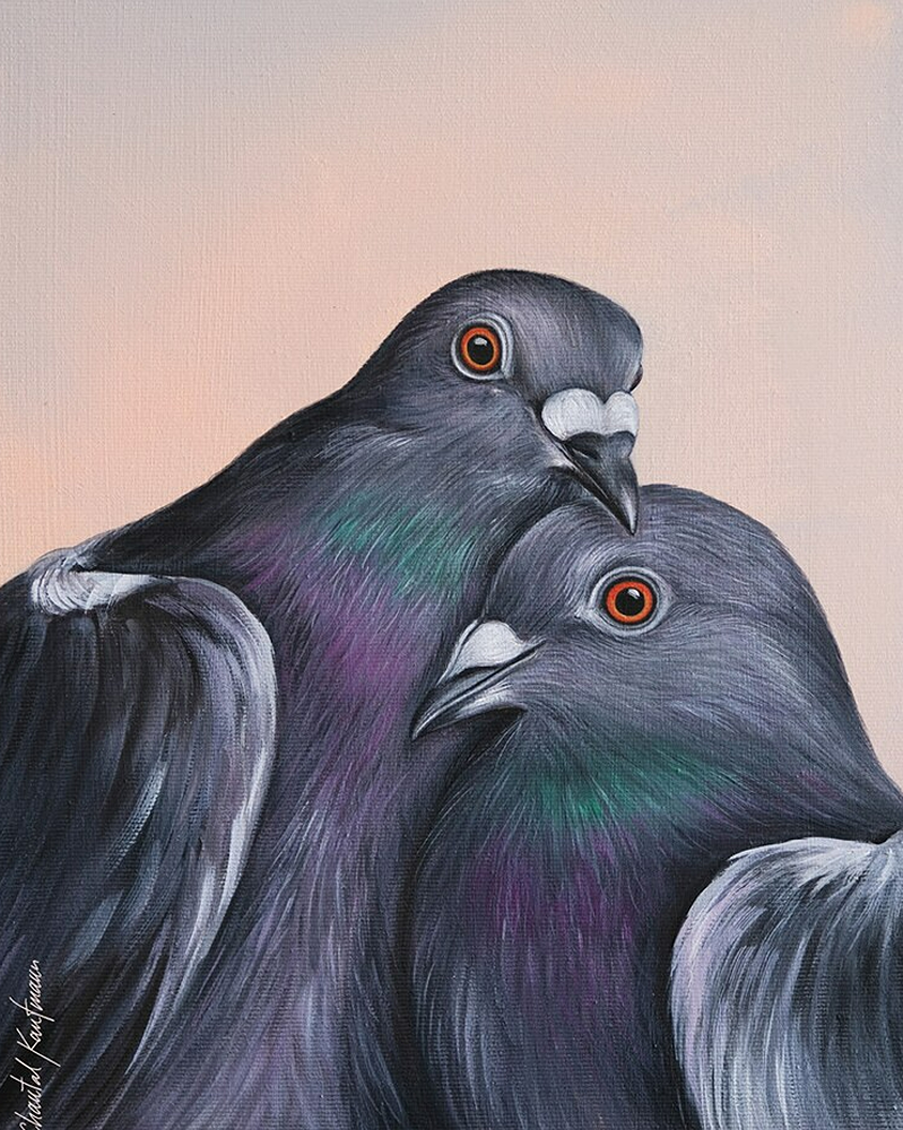 pigeons Chantal Kaufmann