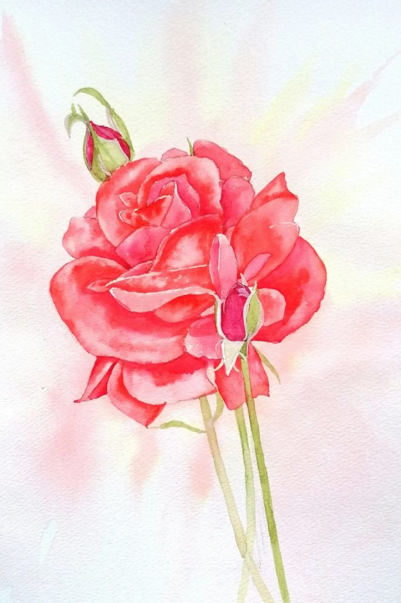 red romantic rose Geeta Patel