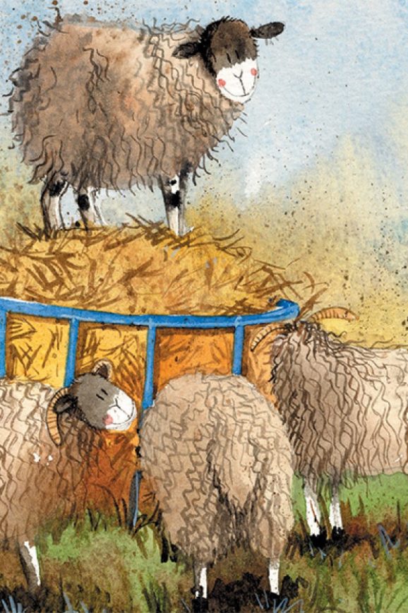 sheep and hay Alex Clark
