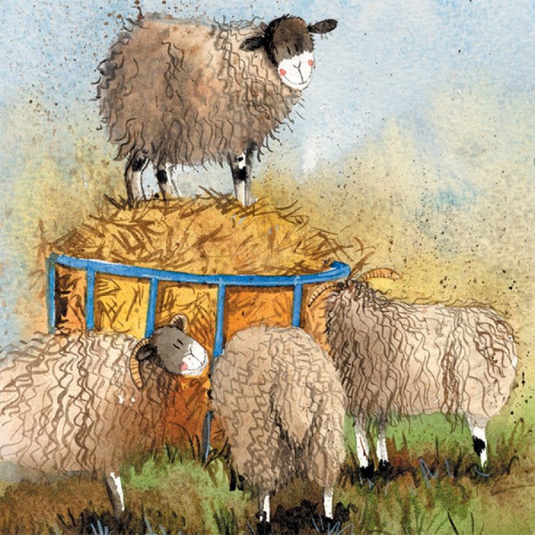 sheep and hay Alex Clark
