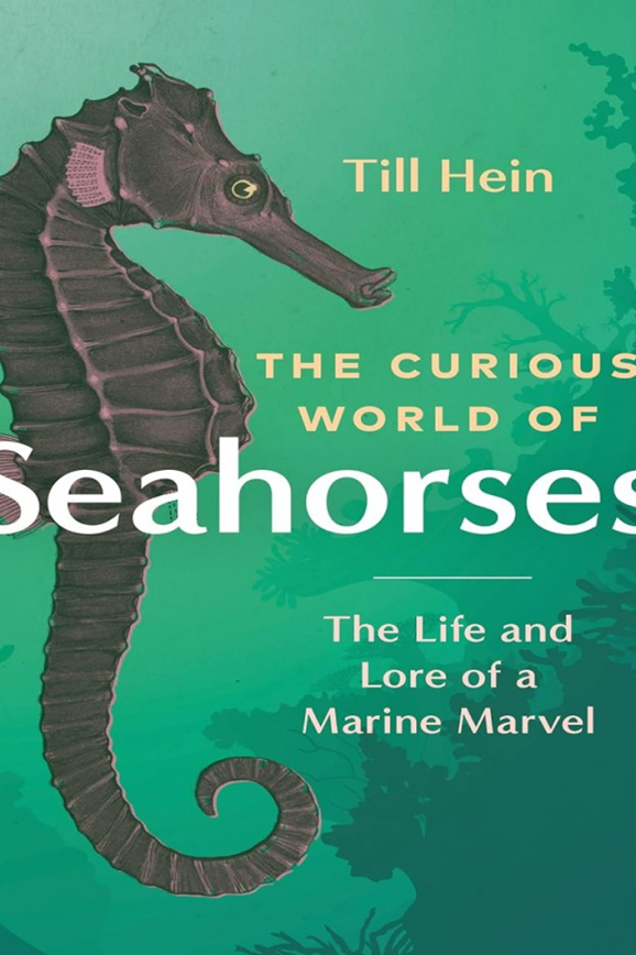 the curious world of seahorses