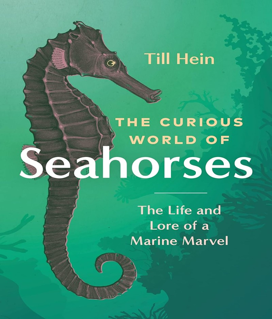 the hidden wonders of mysterious seahorses