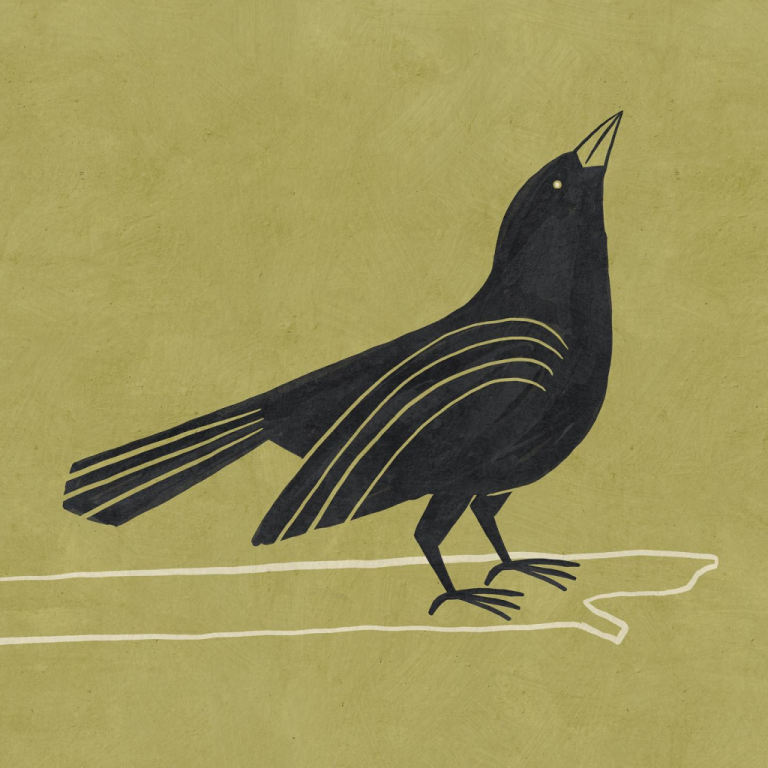 crow Betsy Siber
