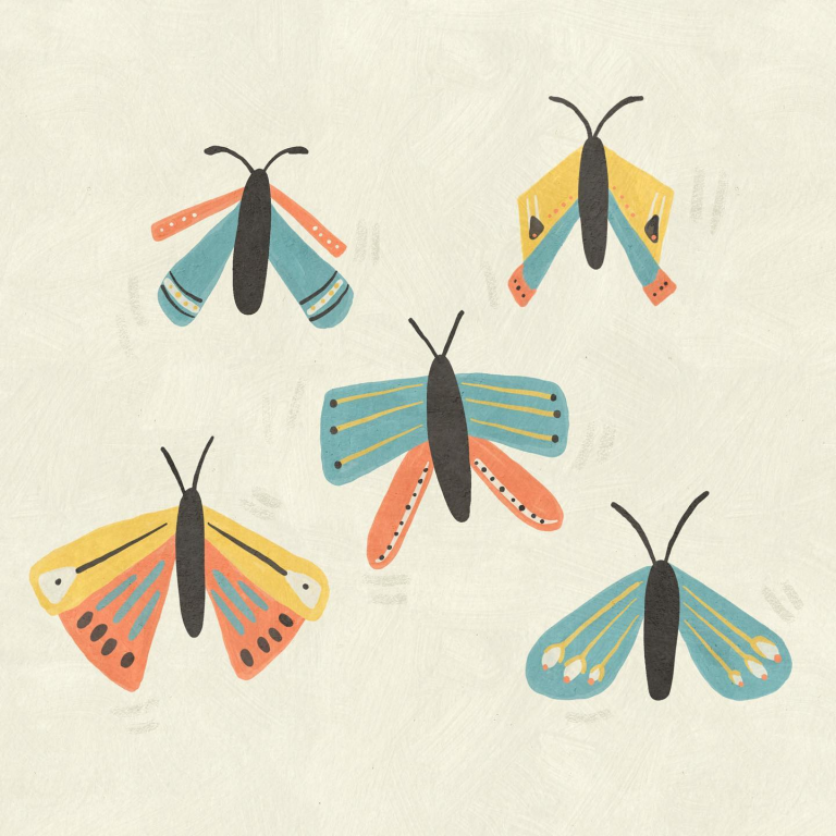 moths Betsy Siber