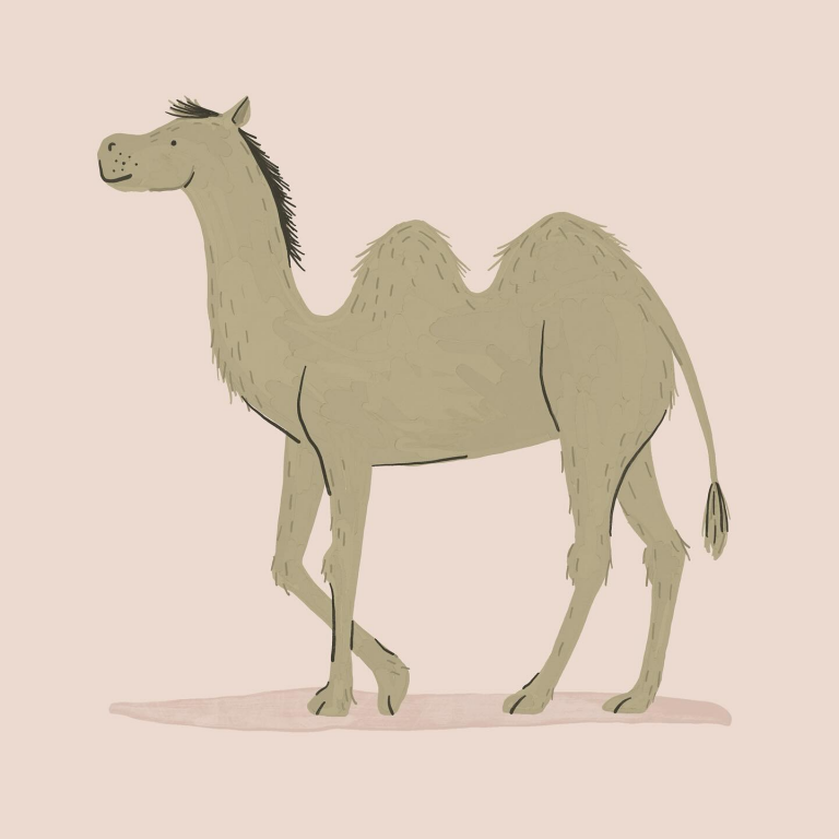 camel Betsy Siber
