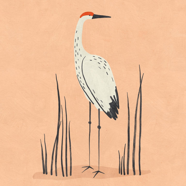 sandhill crane Betsy Siber