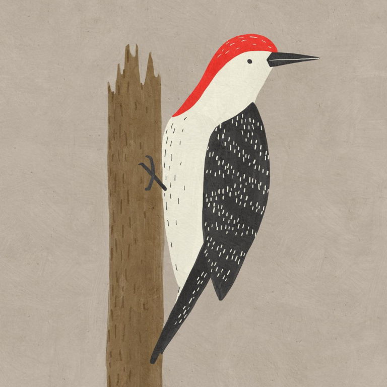 woodpecker Betsy Siber