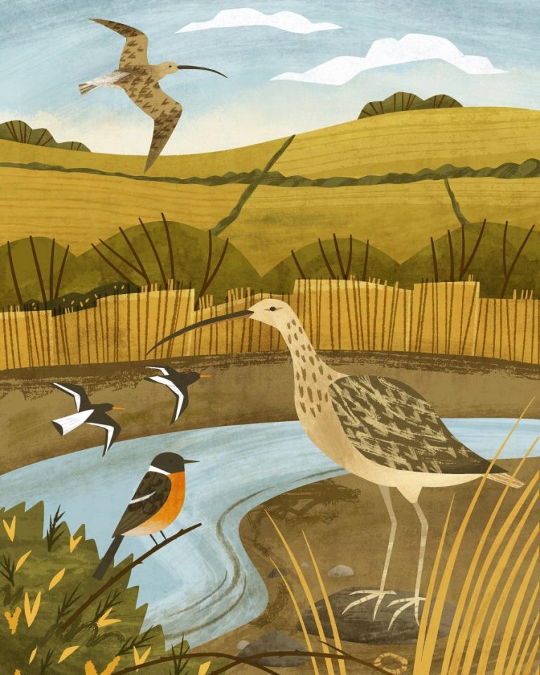 curlews and birds Holly Astle