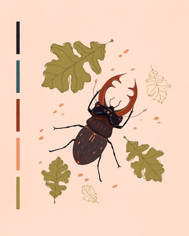 stag beetle