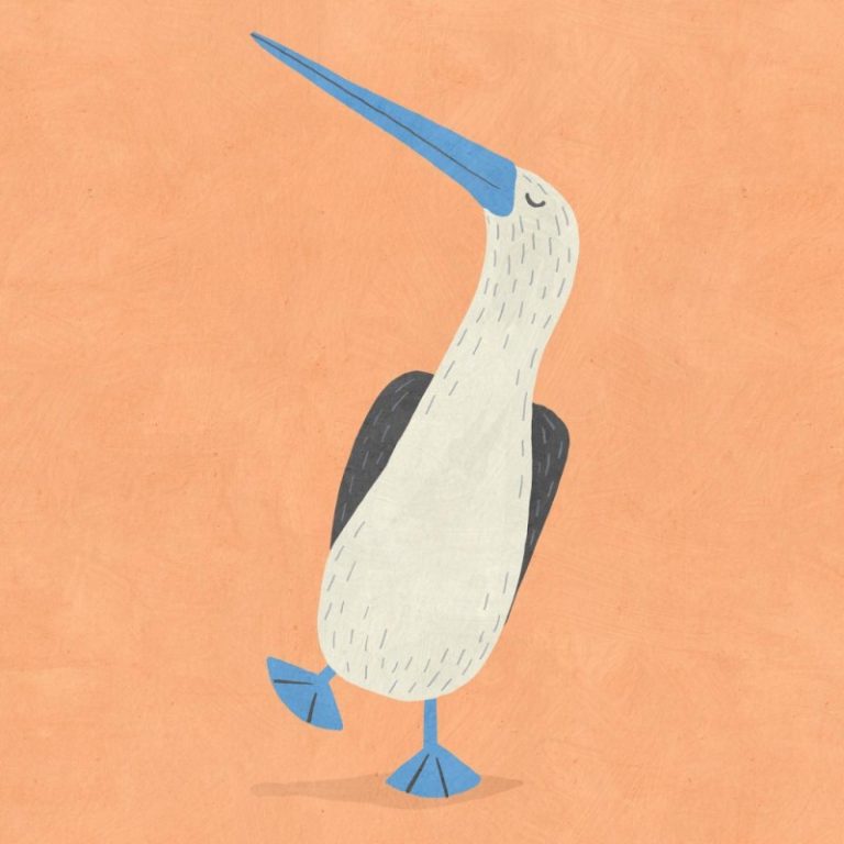blue-footed booby Betsy Siber