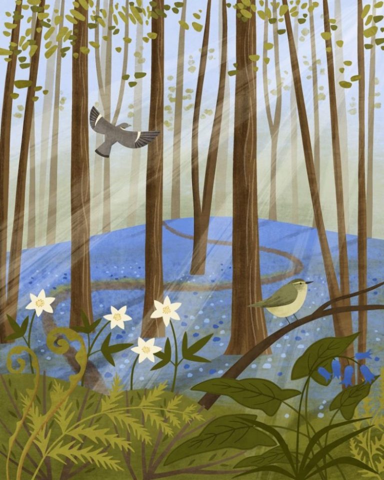 bluebell wood Holly Astle