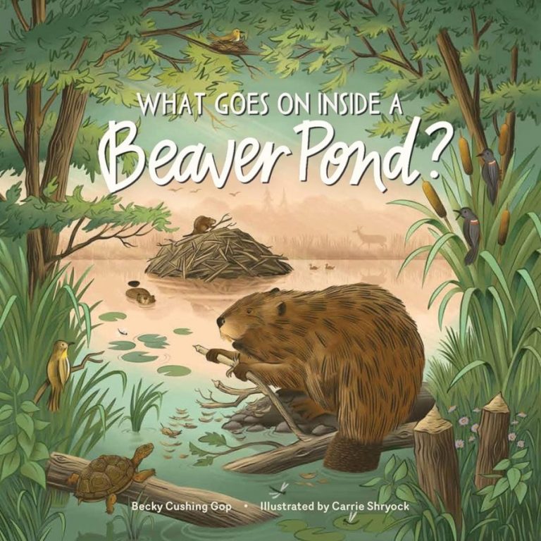 what goes on inside a beaver pond?