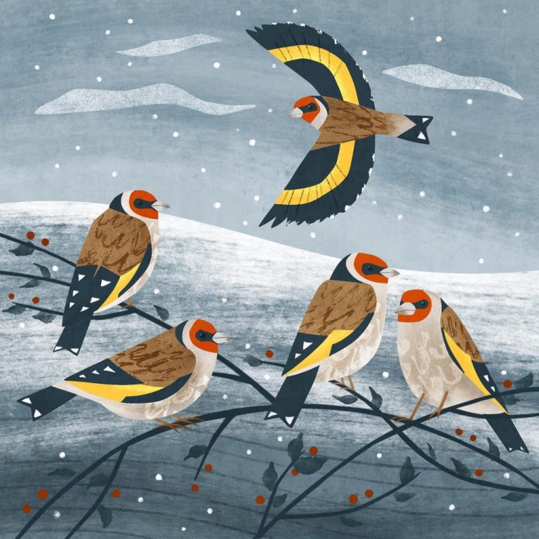 goldfinches Holly Astle