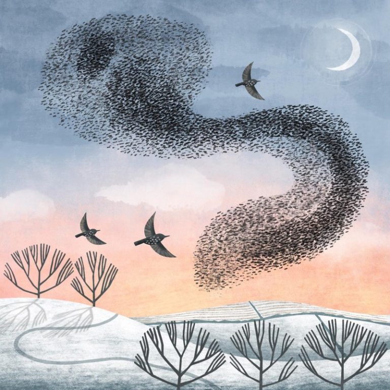 starling murmuration