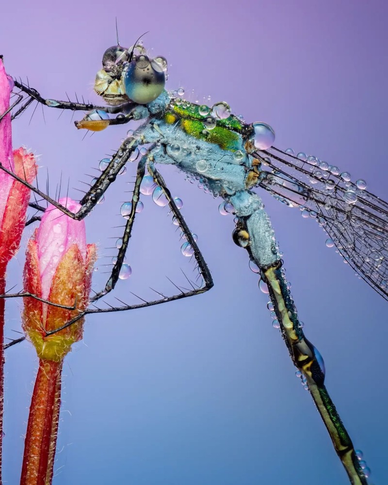damselfly Lee Frost