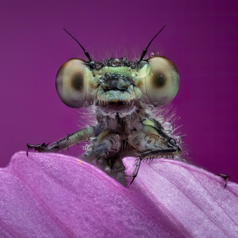 dragonfly Lee Frost