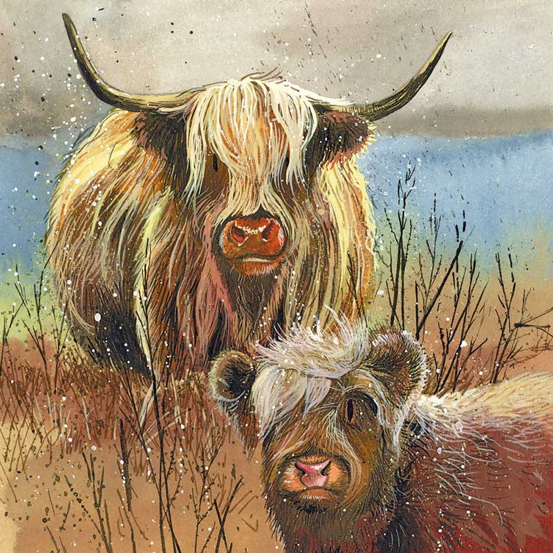 Highland cows Alex Clark