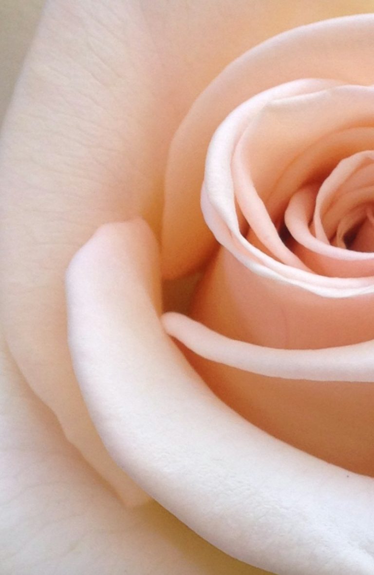 pink rose Valerie Blanchett