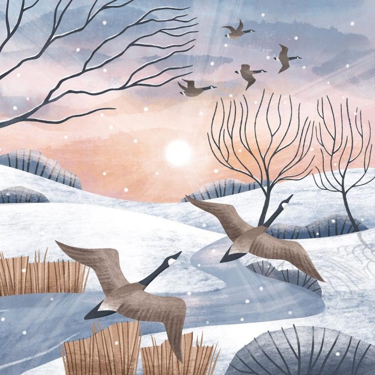 geese swans Holly Astle
