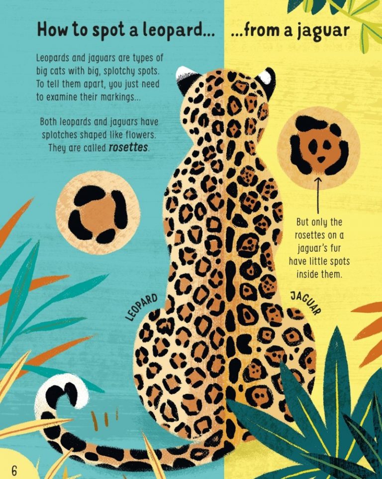 leopards and jaguars