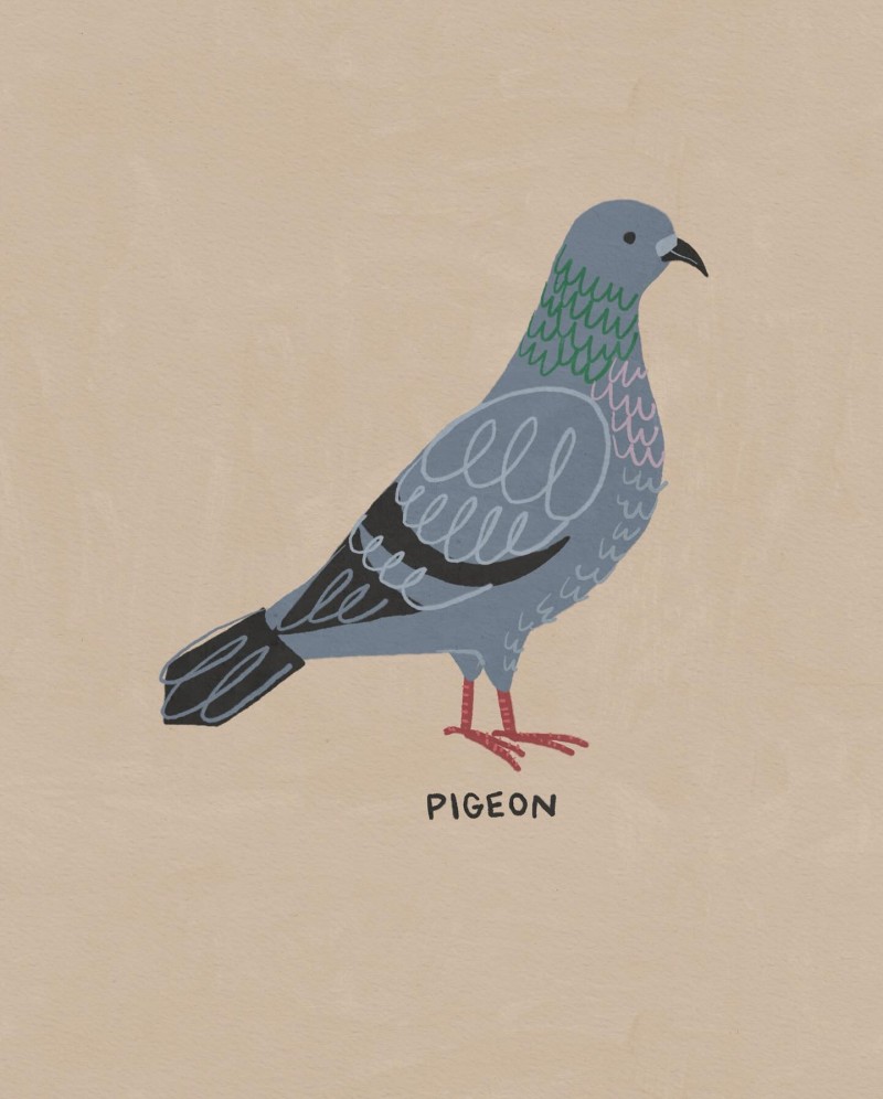 pigeon Betsy Siber