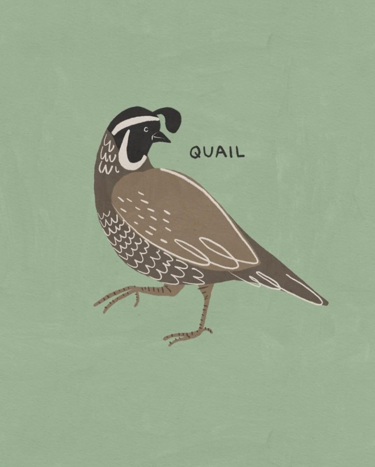 quail Betsy Siber