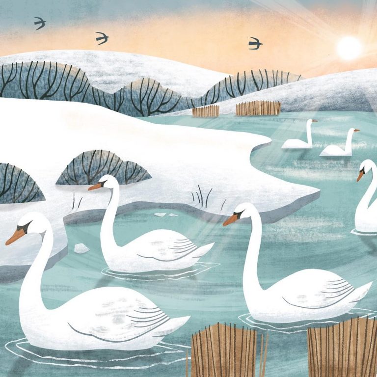 swans Holly Astle