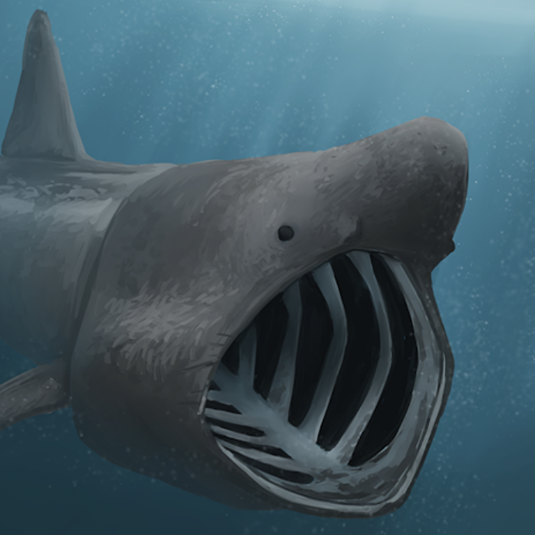 basking shark