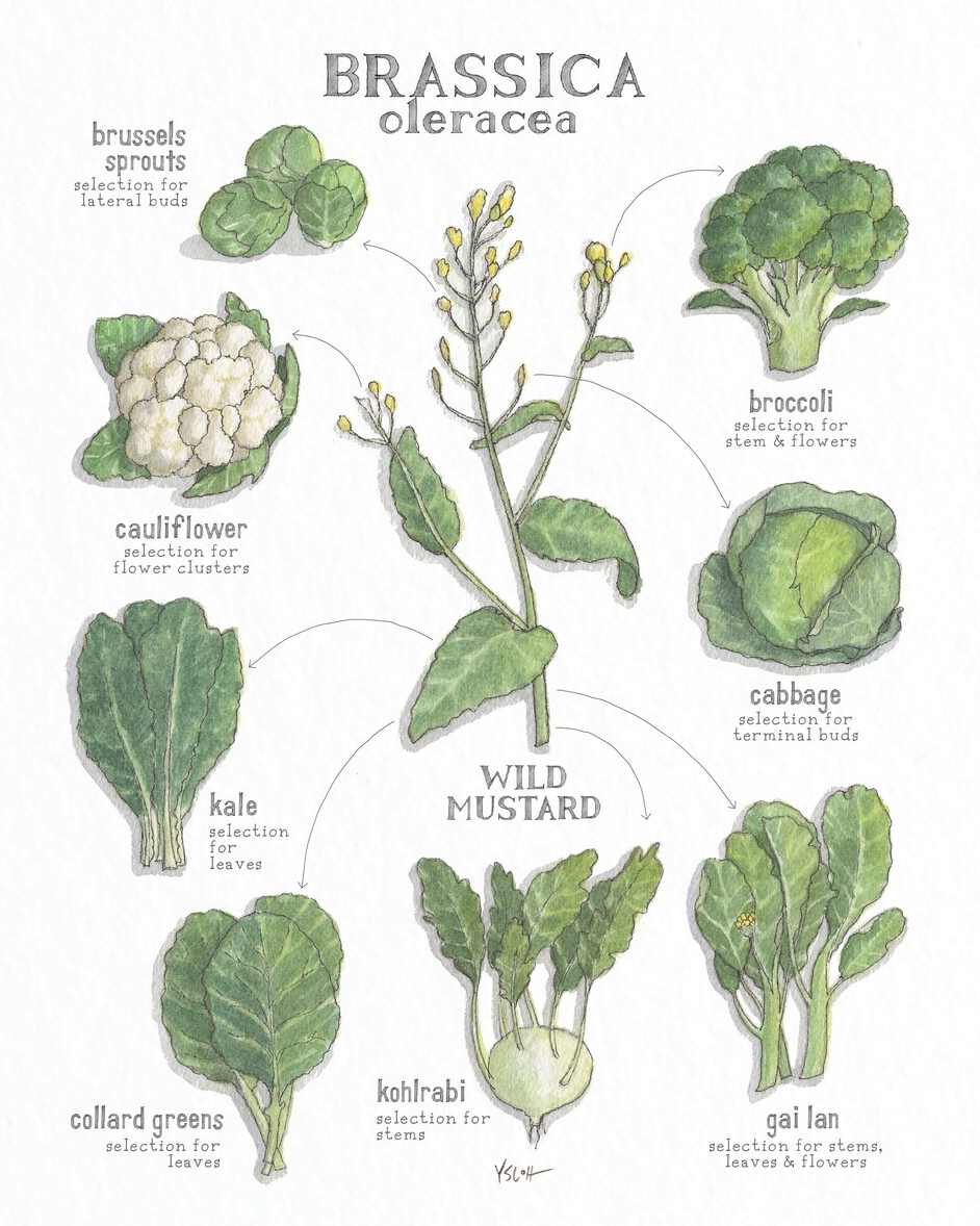 brassica