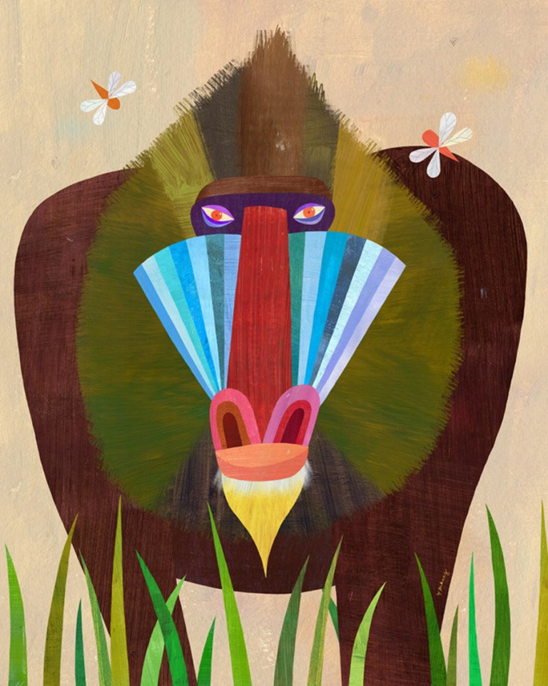 mandrill Melanie Mikecz