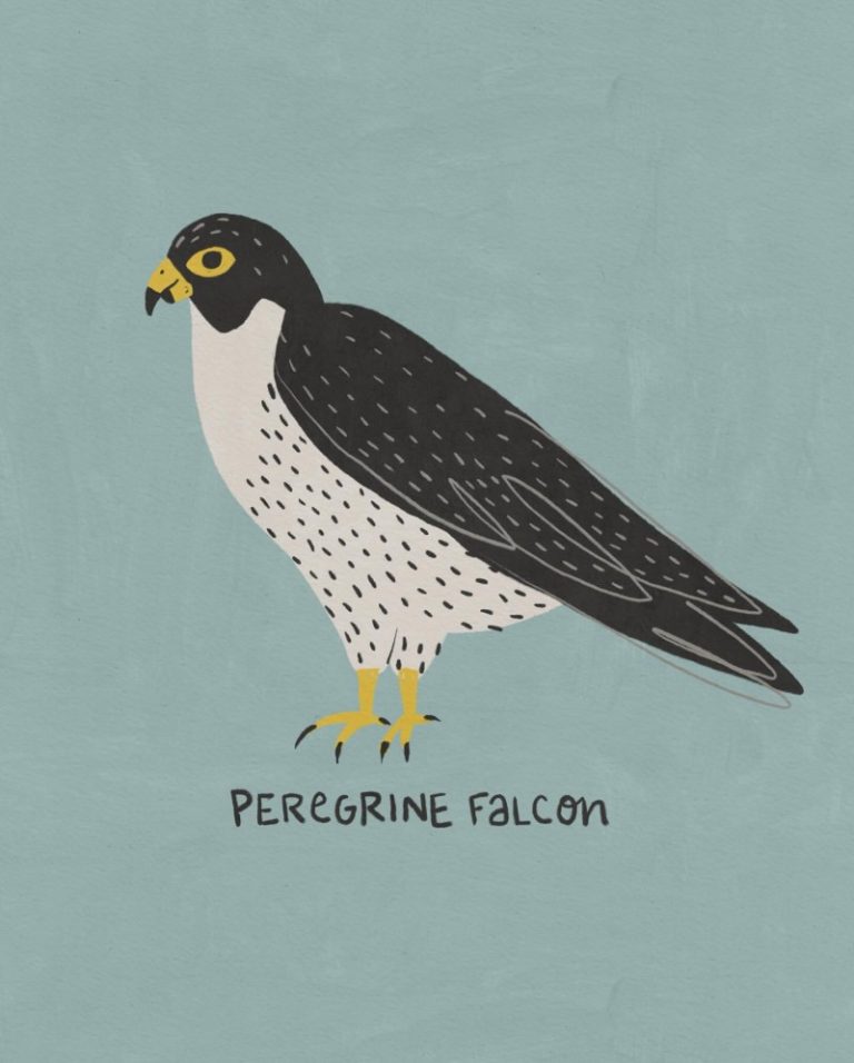 peregrine falcon Betsy Siber