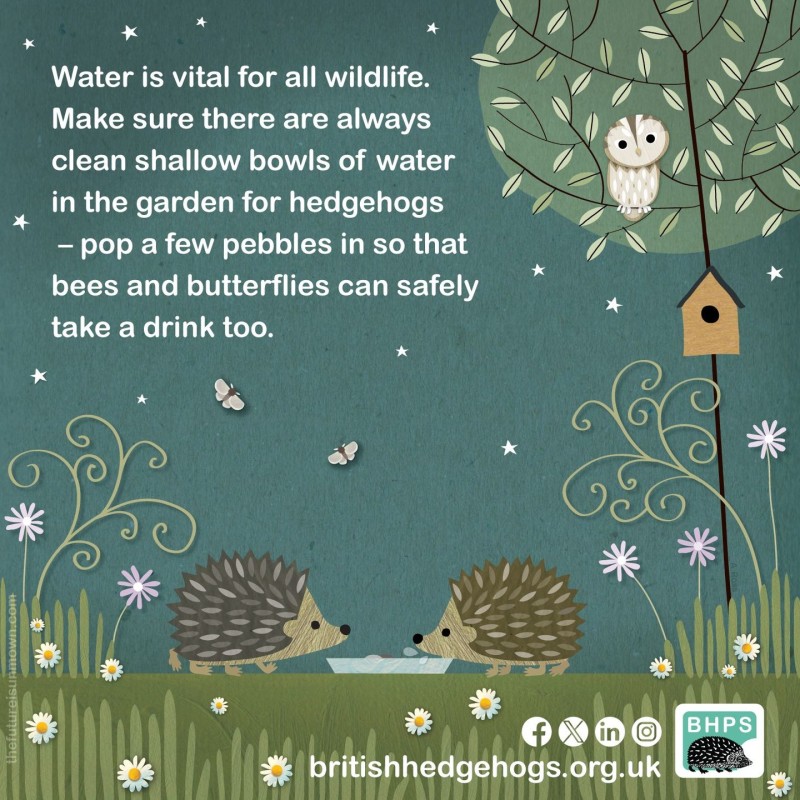 British Hedgehog Preservation Society