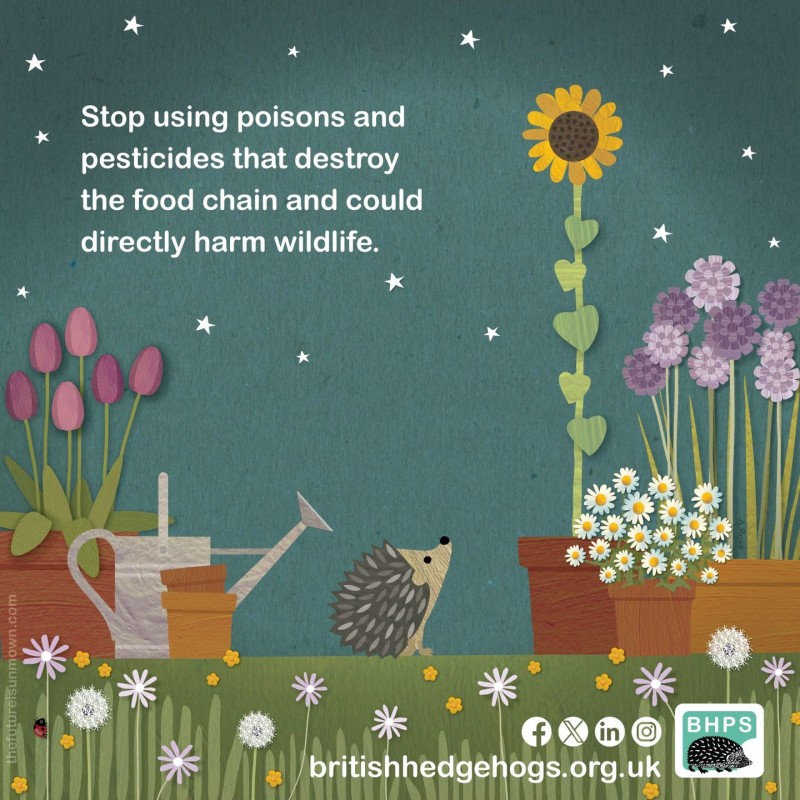 British Hedgehog Preservation Society