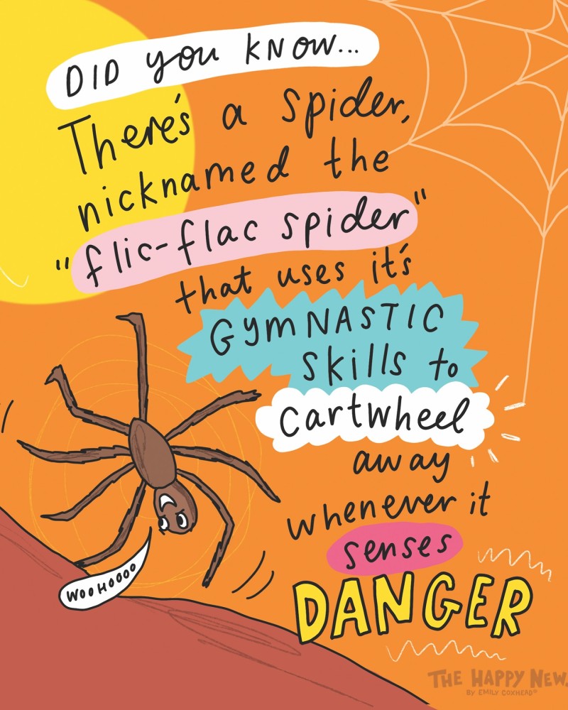 the happy news flic flac spider