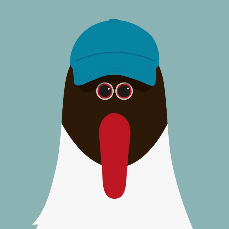 handsome black-headed gull