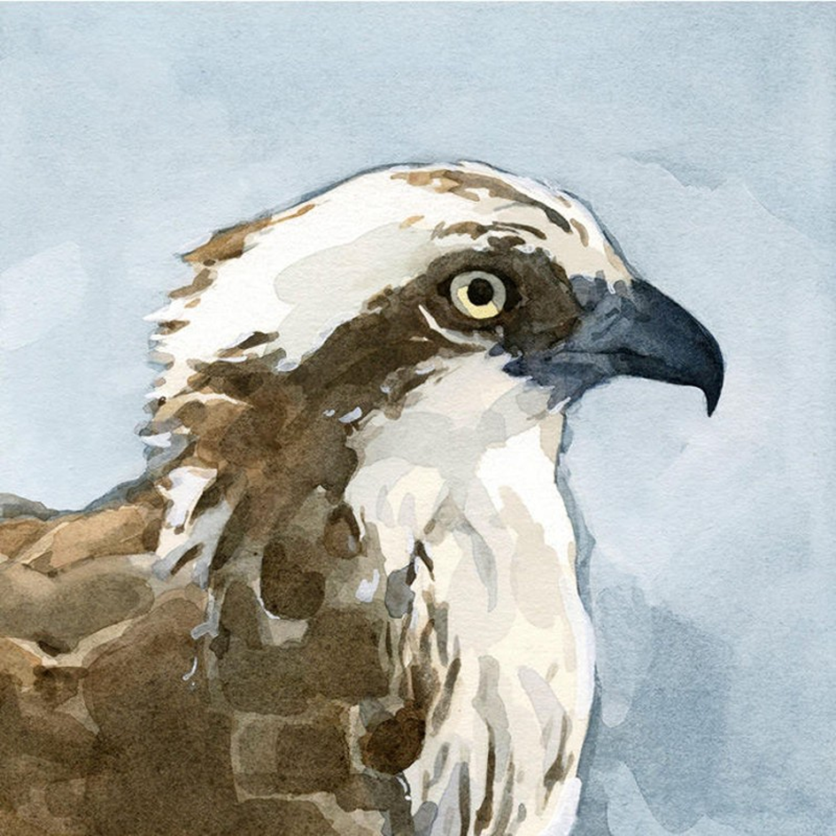 osprey Studio Tuesday