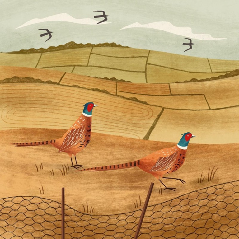 pheasants Holly Astle
