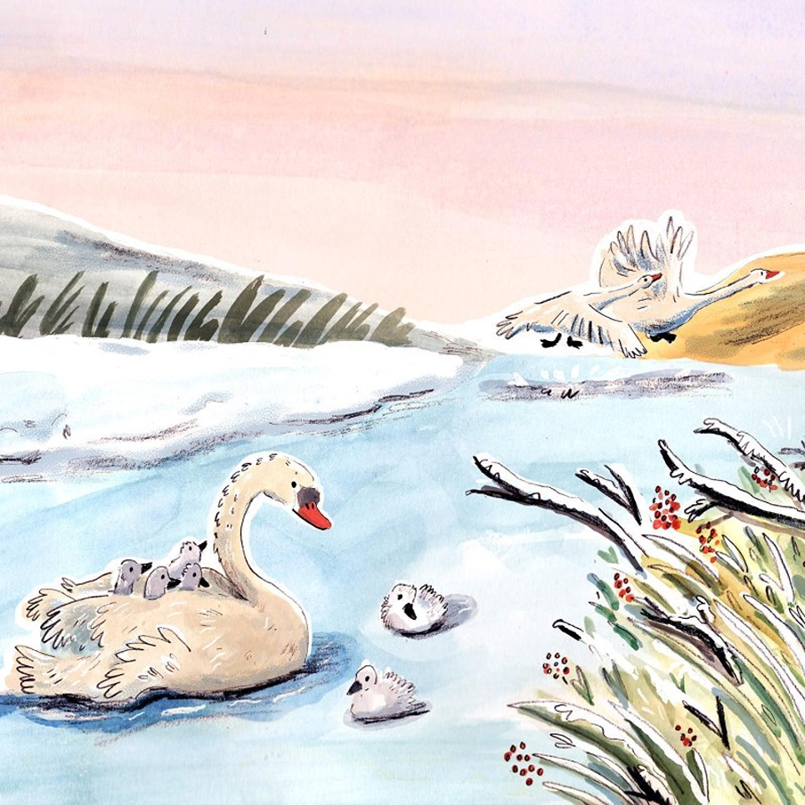 swans Lucy Pickett