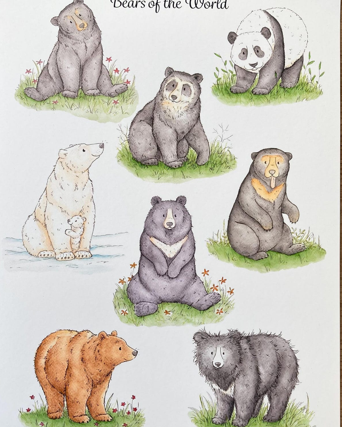 bears of the world